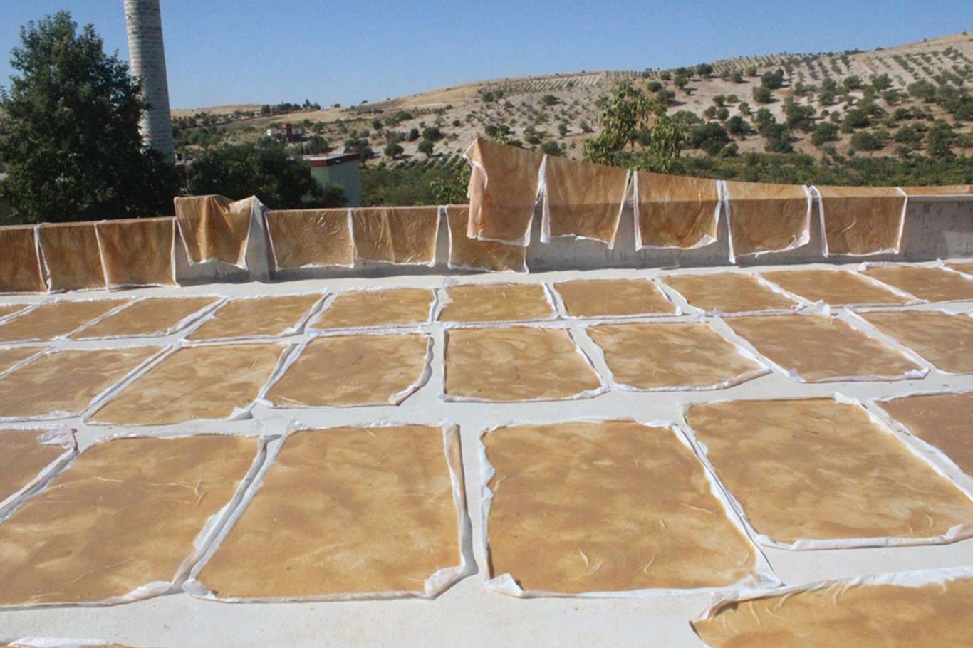 Üzümün pekmez ve pestil olma yolculuğu başladı